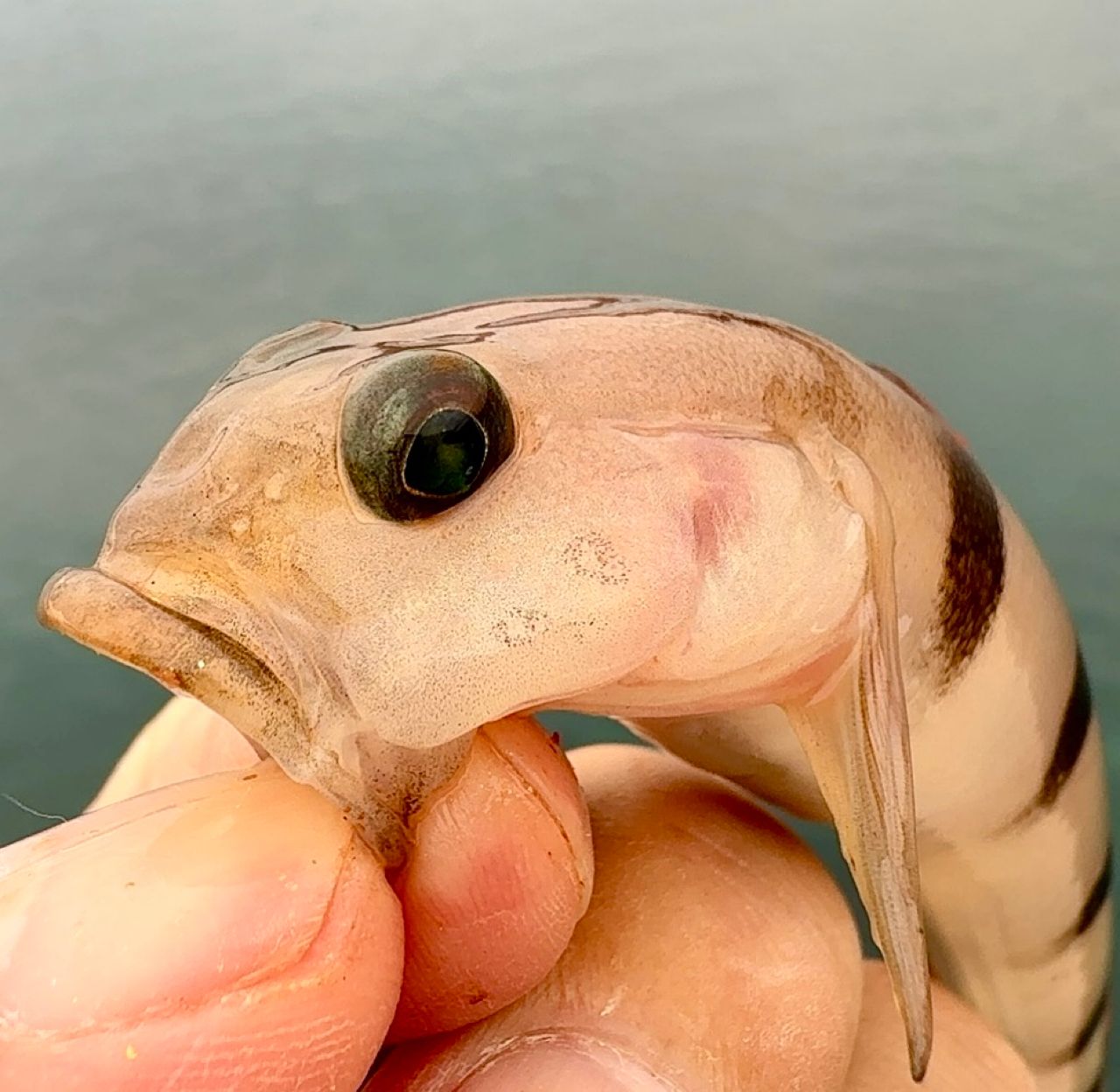 リュウグウハゼ