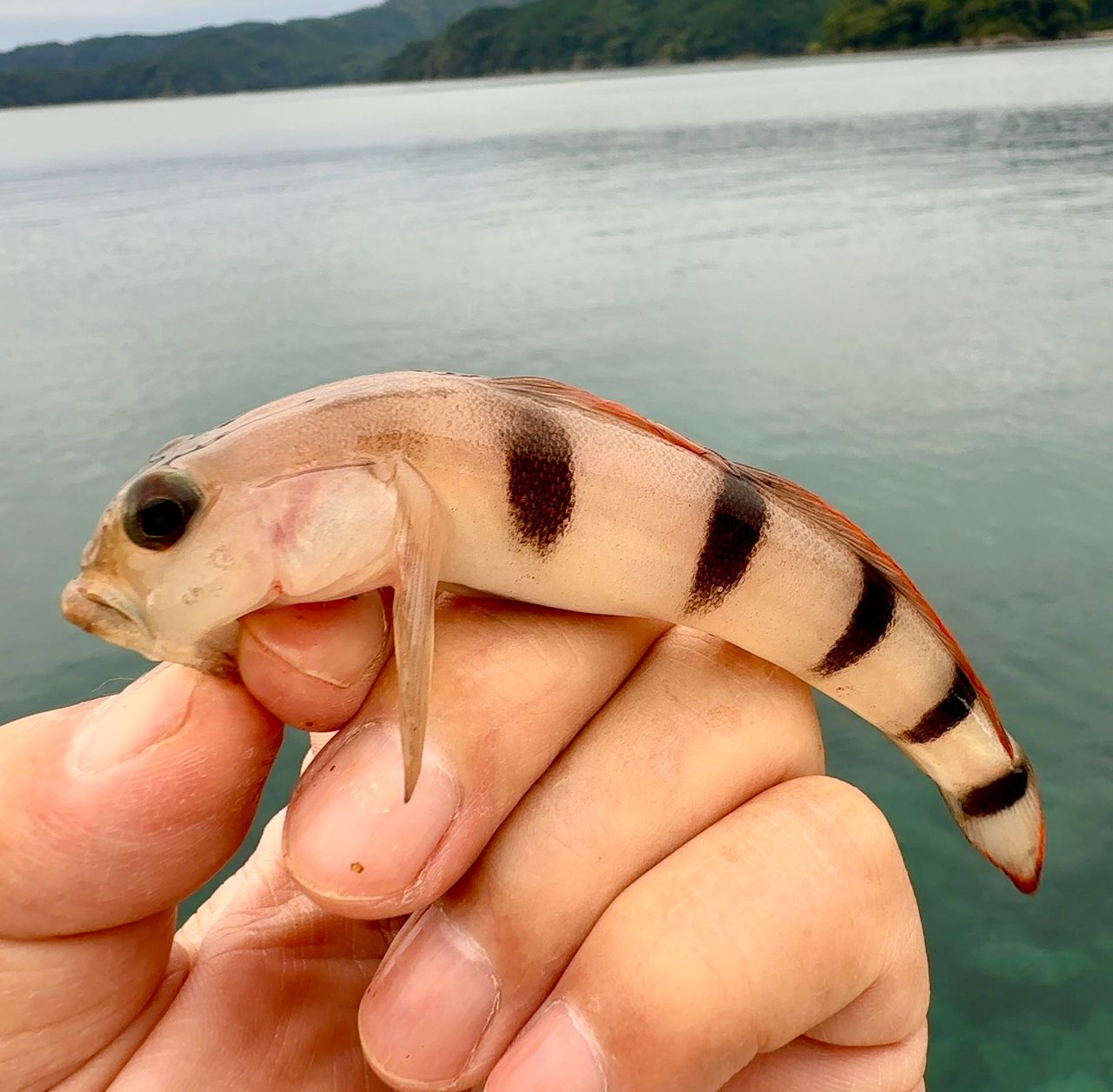 リュウグウハゼ