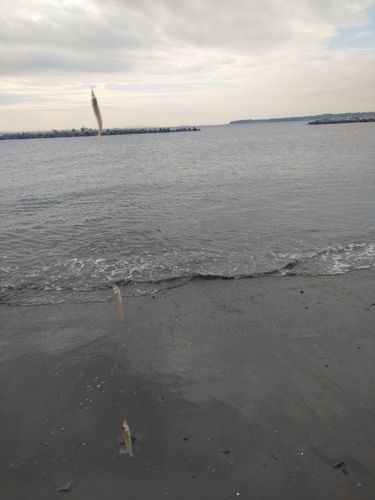 金田湾