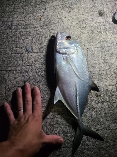 ギンガメアジの釣果