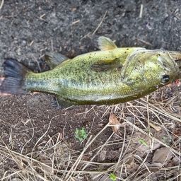 ブラックバス
