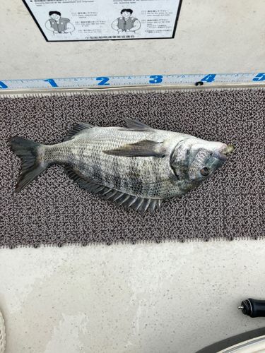 クロダイの釣果