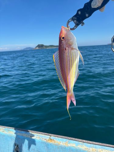 イトヨリダイの釣果