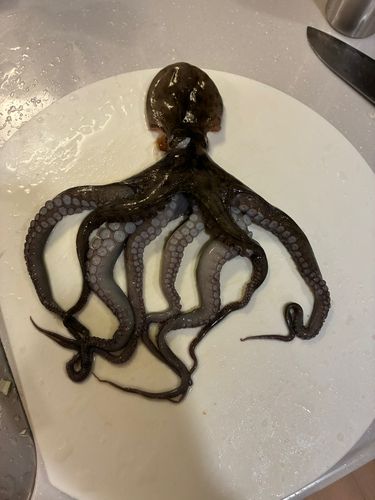 タコの釣果
