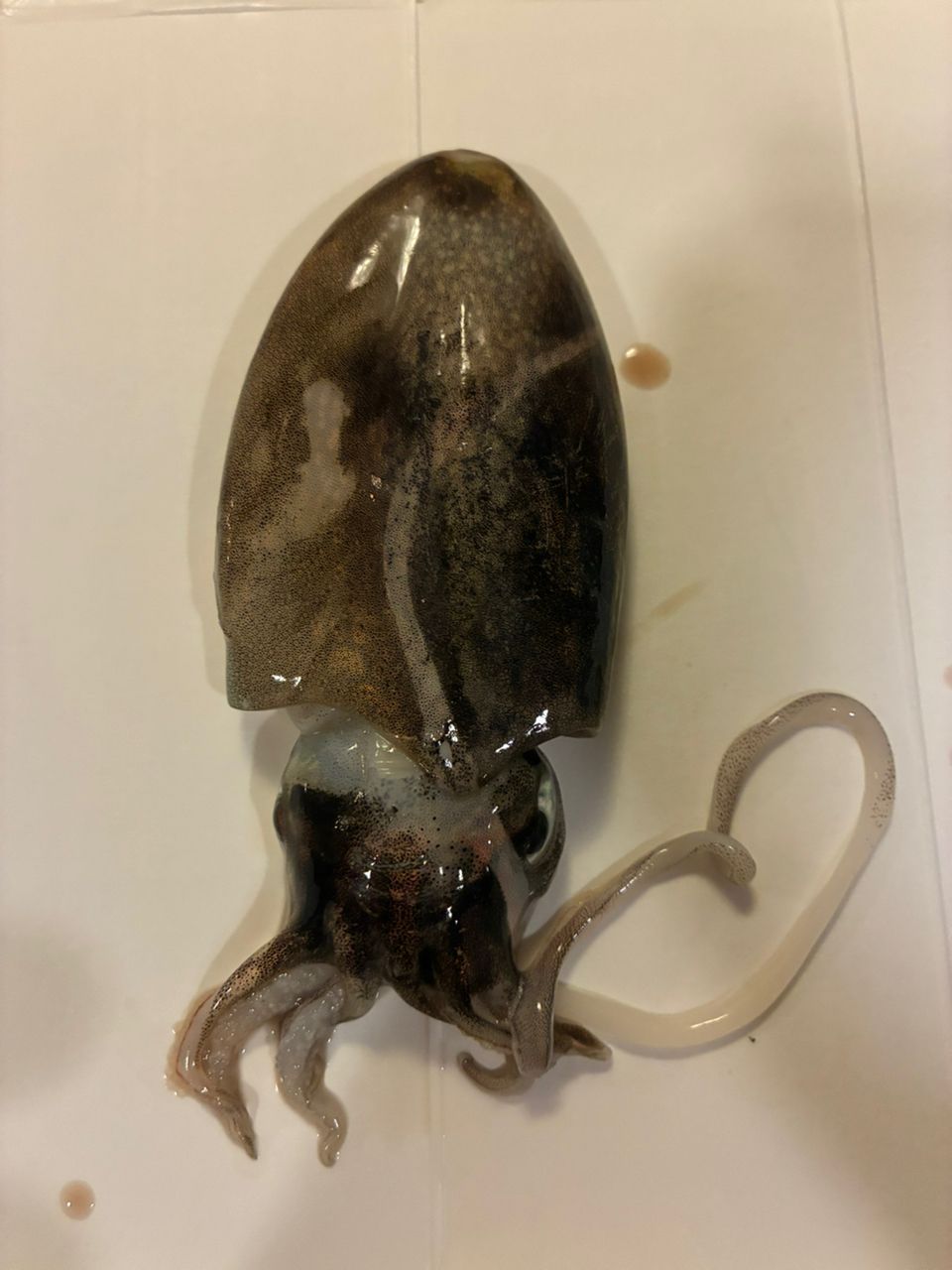 Ryu®️さんの釣果 2枚目の画像