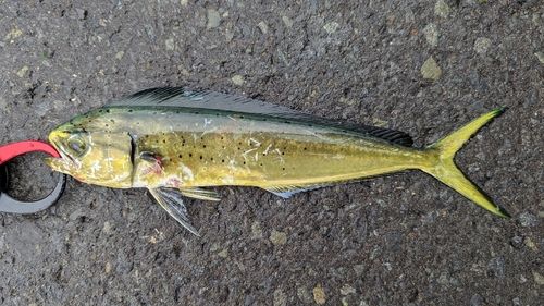シイラの釣果