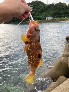 キジハタの釣果