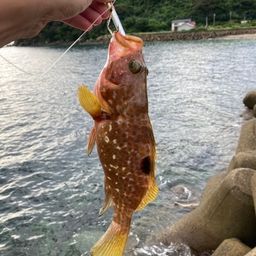 キジハタ