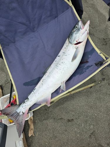 アキアジの釣果