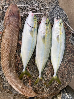 ツバイソの釣果