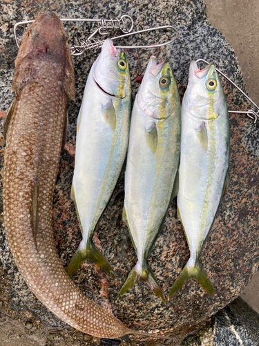 ツバイソの釣果