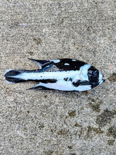 マダラタルミの釣果