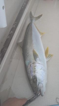 ヒラマサの釣果