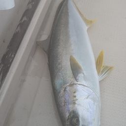 ヒラマサ