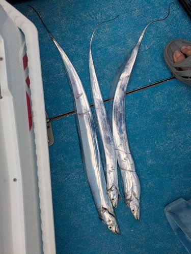 タチウオの釣果
