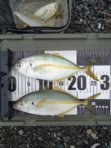 シマアジの釣果