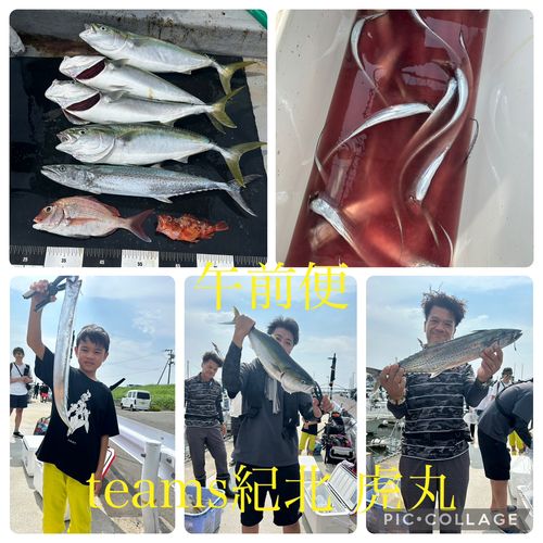 メジロの釣果