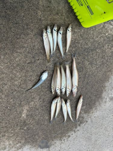 シロギスの釣果