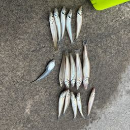 シロギス