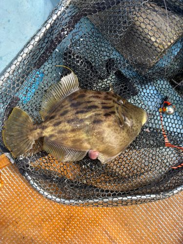 カワハギの釣果