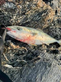 ハマチの釣果