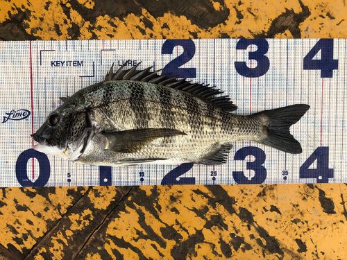 チヌの釣果