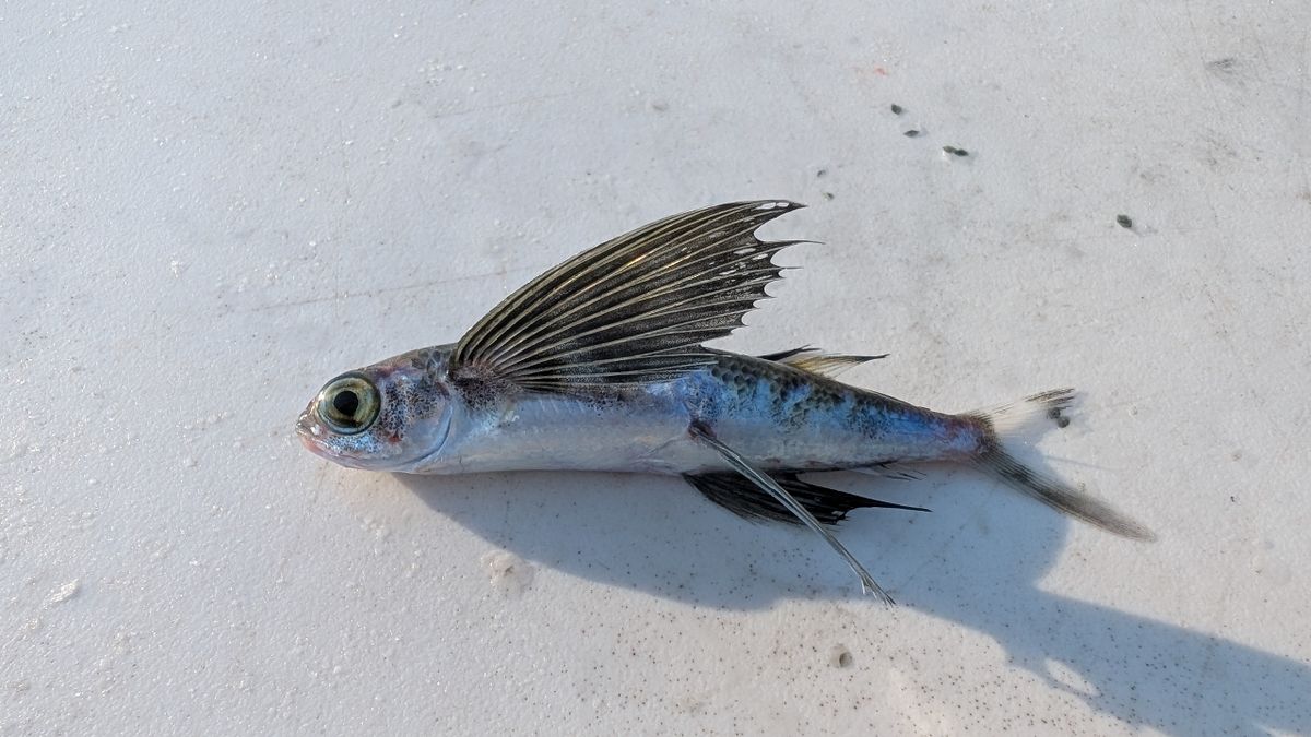 onomichiさんの釣果 1枚目の画像