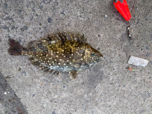 アイゴの釣果