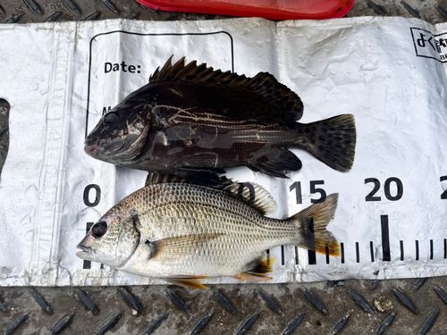 コショウダイの釣果