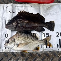 コショウダイ
