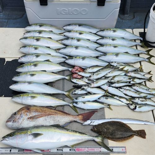 ブリの釣果