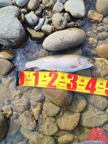 ニジマスの釣果