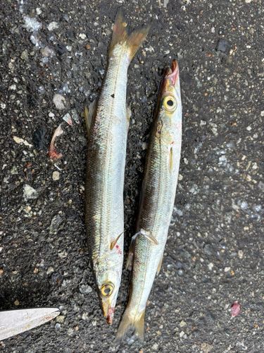 カマスの釣果