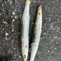 カマス
