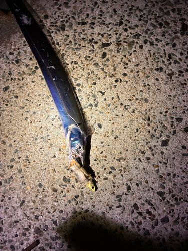 タチウオの釣果