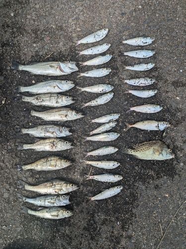 若洲海浜公園海釣り施設