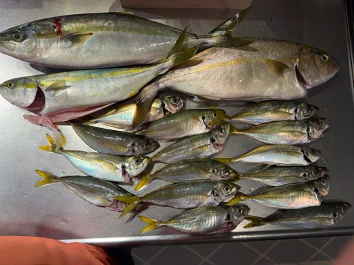 カンパチの釣果