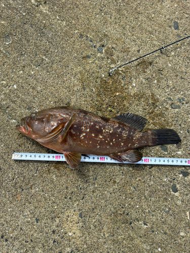 南港魚つり公園