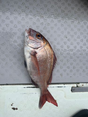 タイの釣果