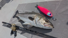 スズキの釣果