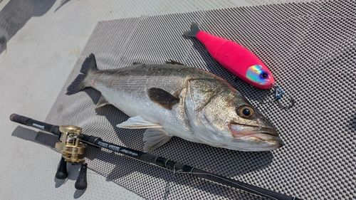 スズキの釣果