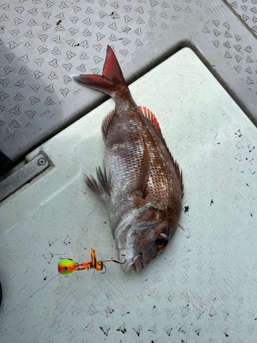 タイの釣果