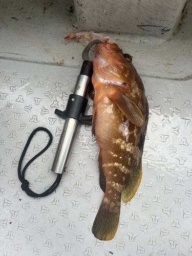 アコウの釣果