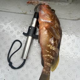 アコウ