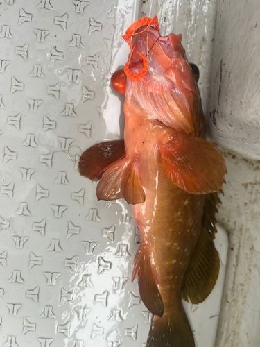 アコウの釣果