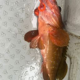 アコウ