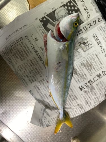 フクラギの釣果