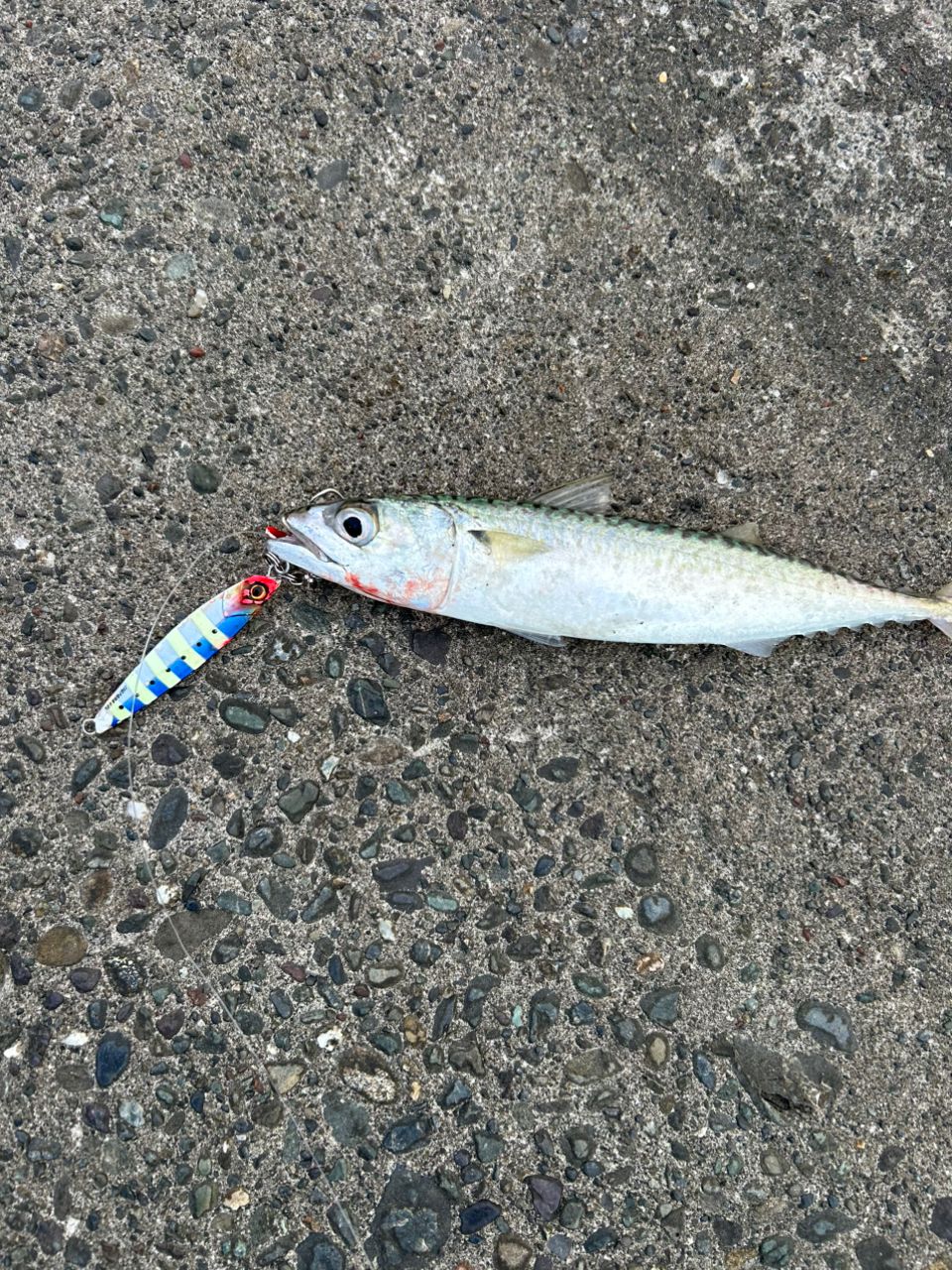 サバ