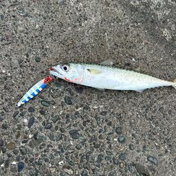 サバ