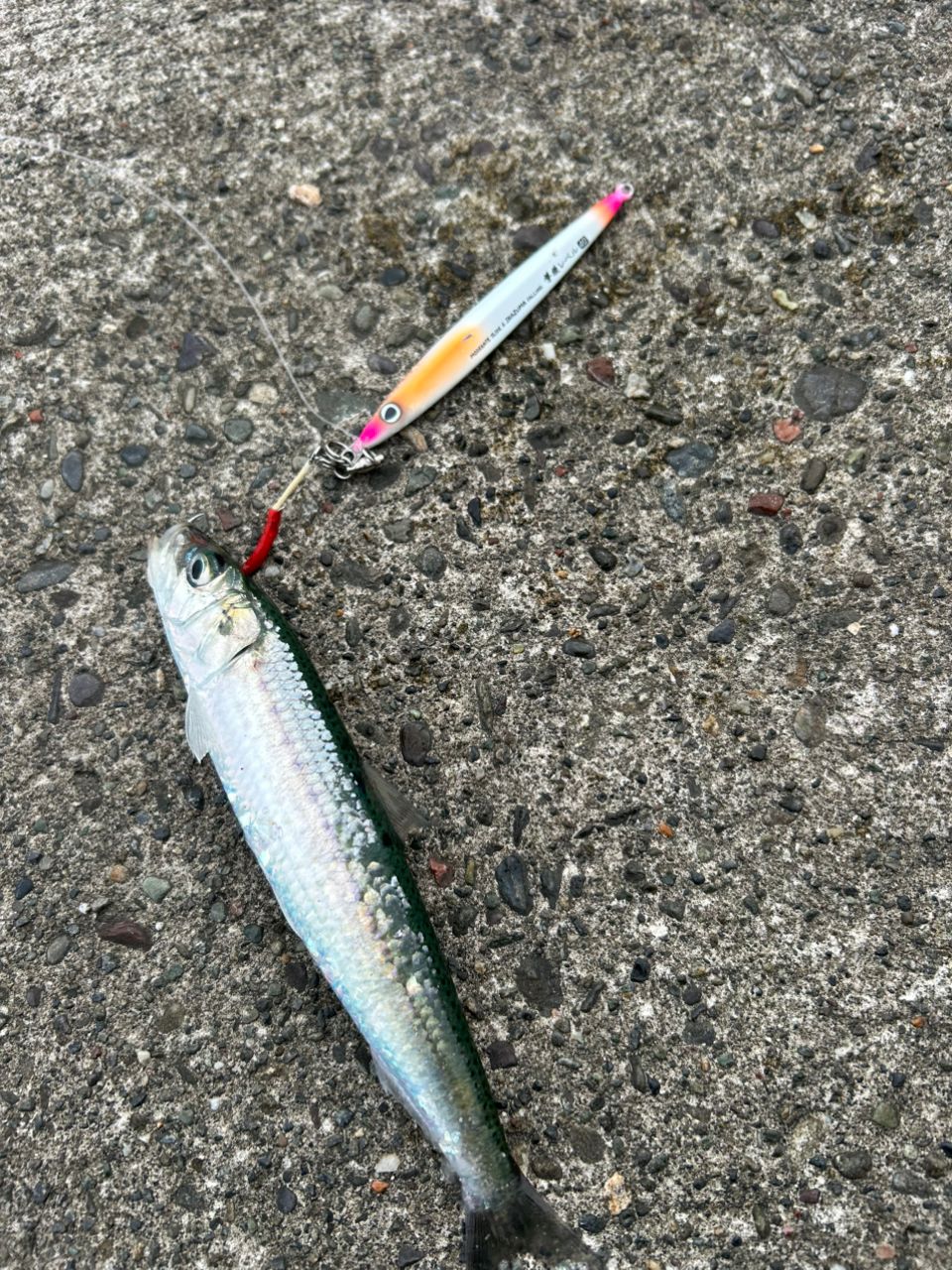 サバ